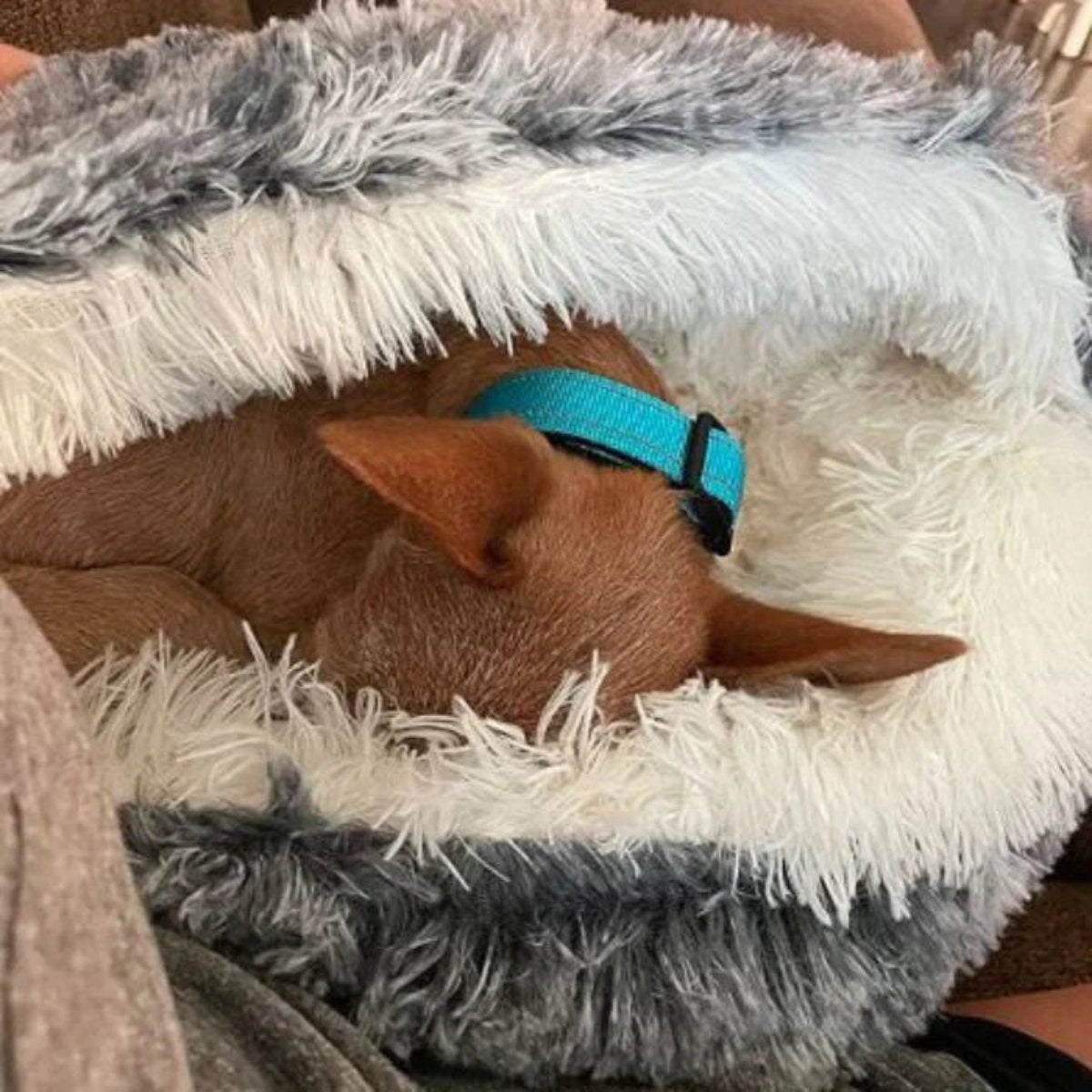 Cozy Cave Pet Bed - Calming and Comfortable Dog Bed for Deep Relaxation