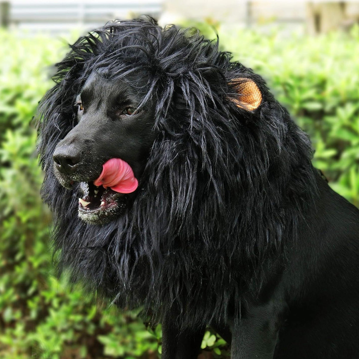 Halloween Dog Costume Lion Mane Wig
