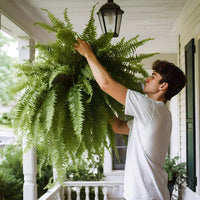 Realistic Outdoor Boston Fern – UV-Protected Artificial Plant