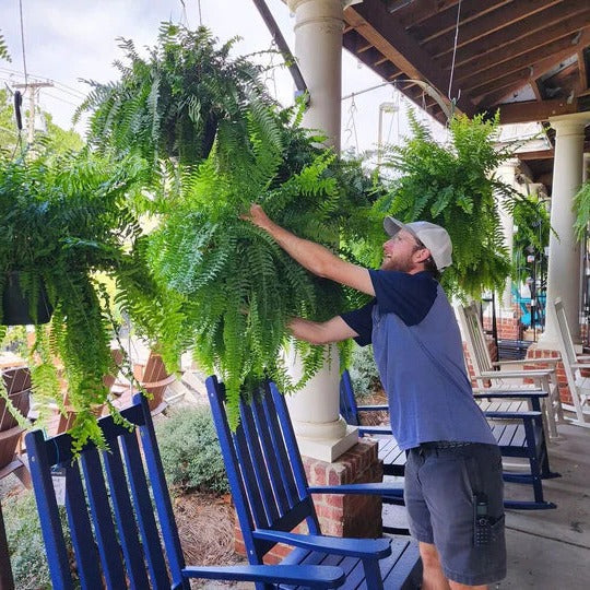 Realistic Outdoor Boston Fern – UV-Protected Artificial Plant
