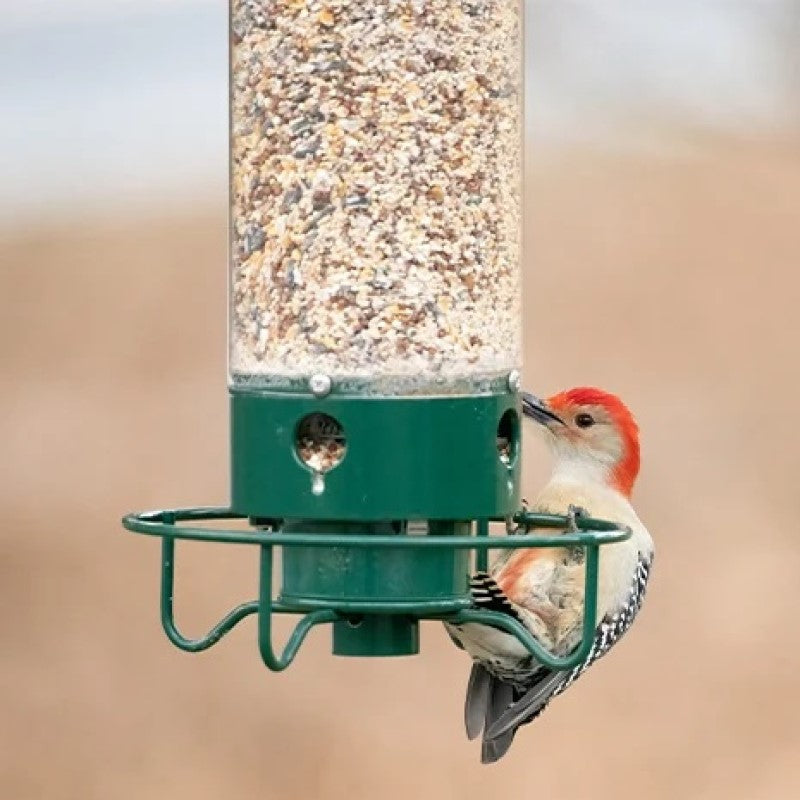 Squirrel-Proof Green Bird Feeder with Metal and Polycarbonate